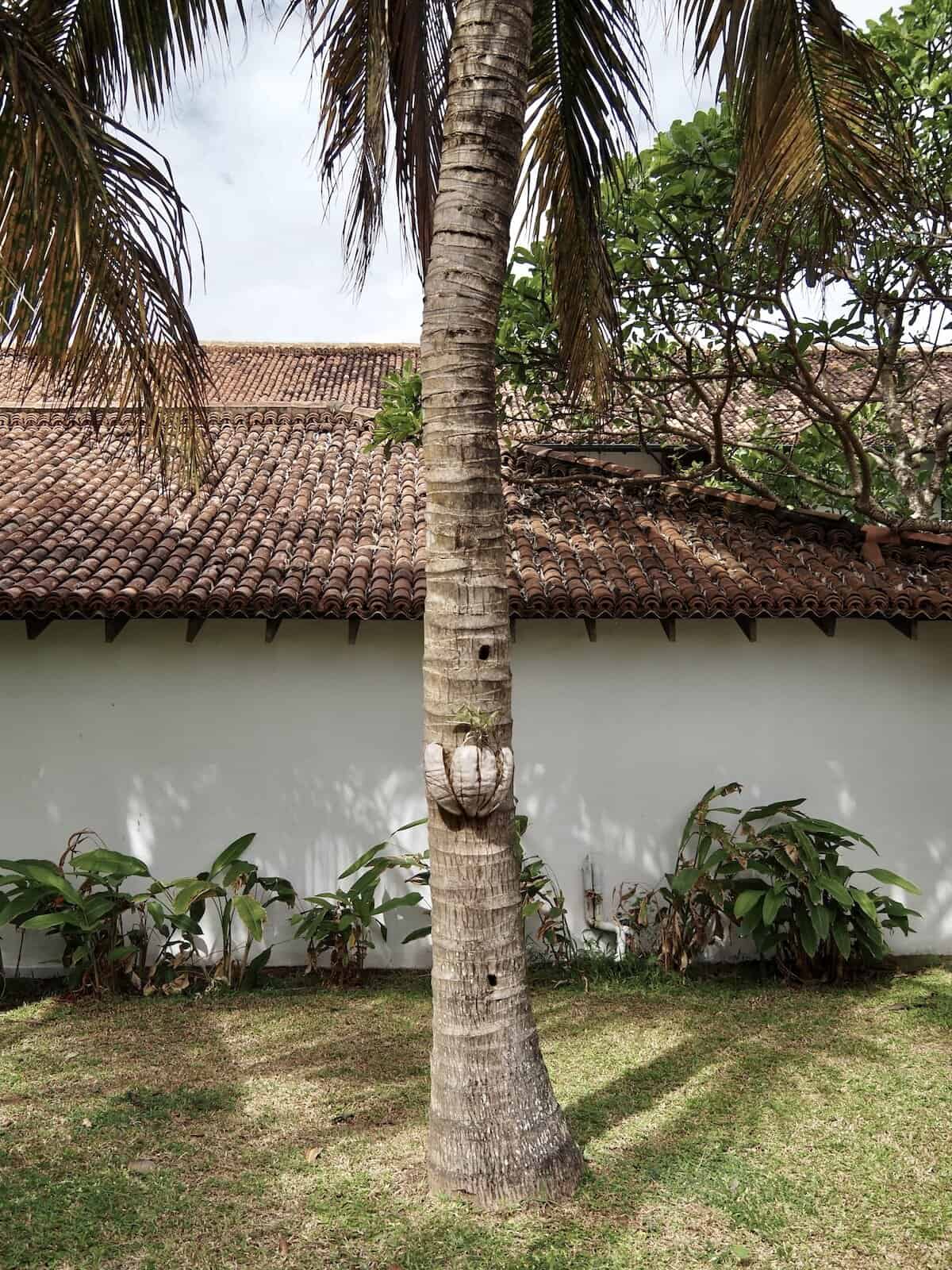 Palm tree, Jetwing Lagoon, Negombo Sri Lanka.