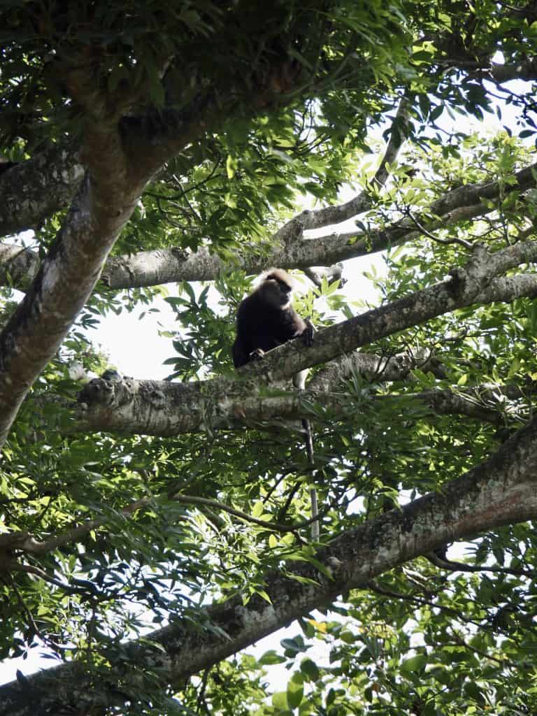 A shy purple-faced langur monkey in a mango tree at The Sun House boutique hotel, Galle.