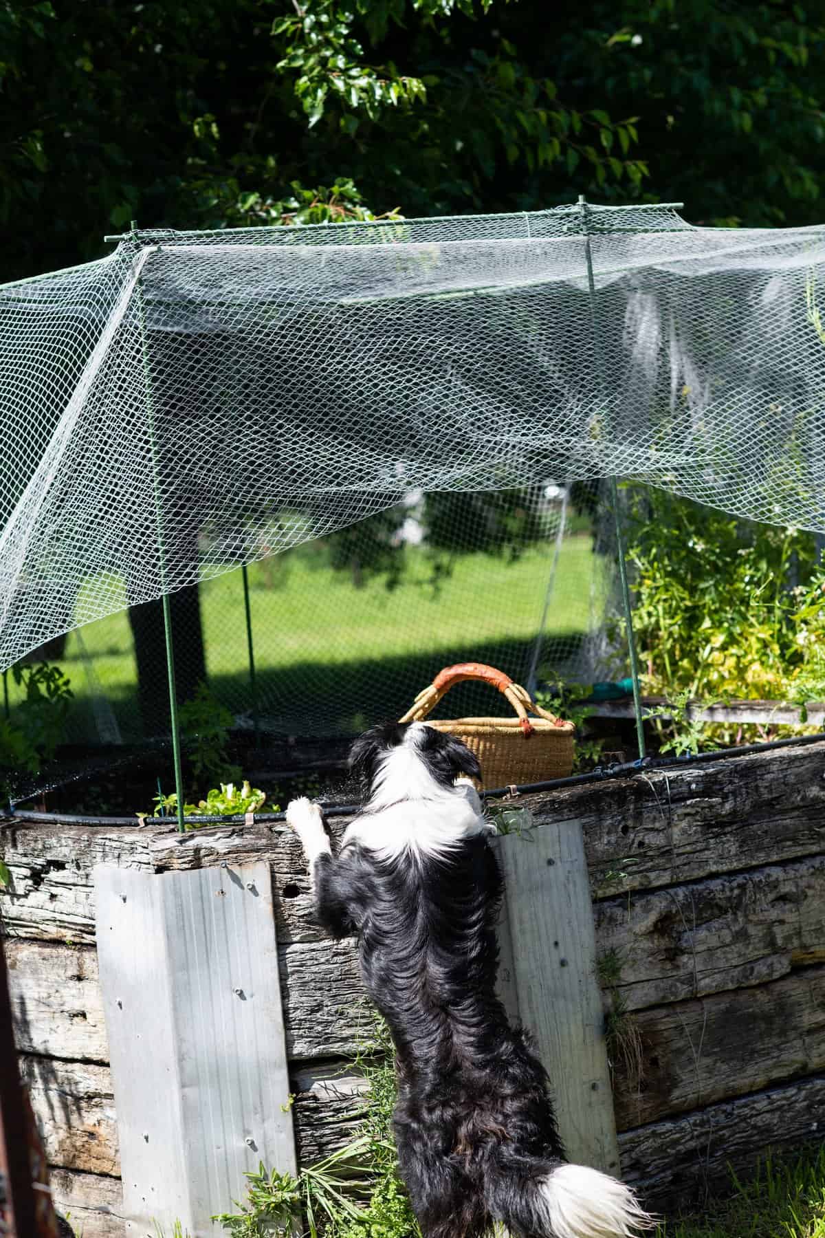 Michael Reid's dog Bunty by the vegetable garden, Murrurundi.
