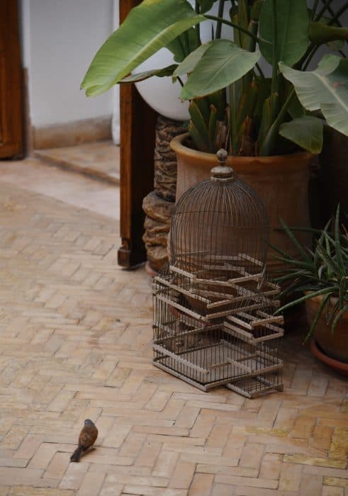 Sparrow looks at empty birdcage, with plant in terracotta pot and herringbone floor in the courtyard of Riad UP, Marrakech.